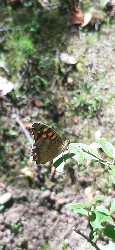 Speckled Wood