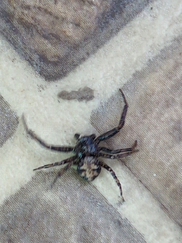Utah Crab Spider