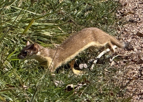 Long-tailed Weasel observed by jan11965