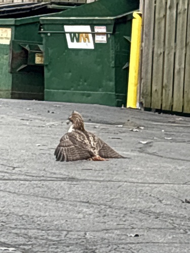 Red-tailed Hawk