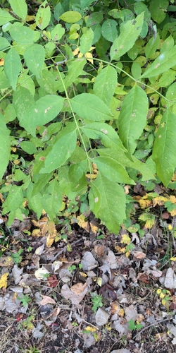 green ash