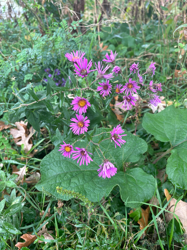 New England aster