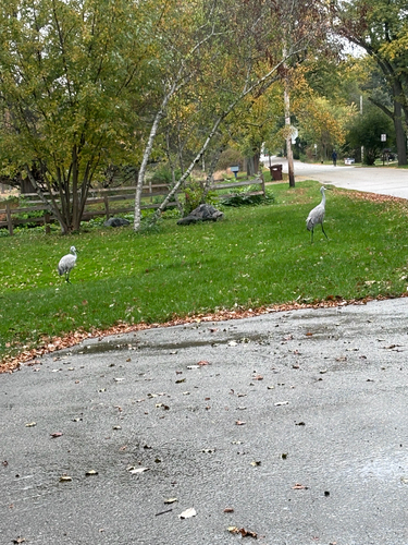 Sandhill Crane