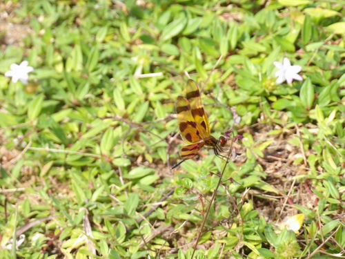 Halloween Pennant