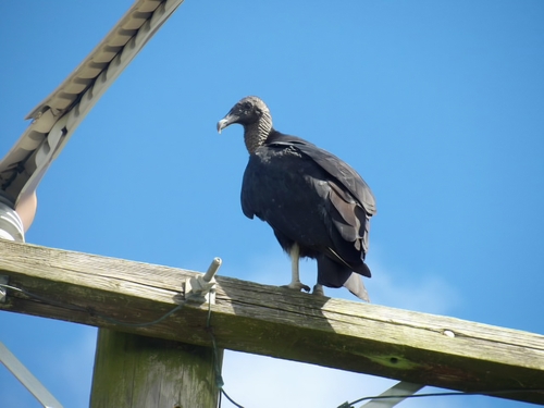 Black Vulture