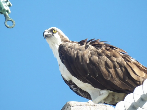 Osprey