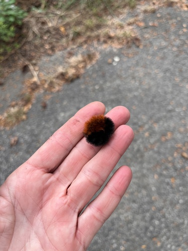 Isabella Tiger Moth