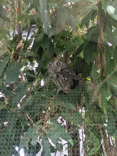 Eastern Screech-Owl