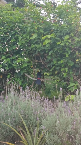 Red-breasted Toucan