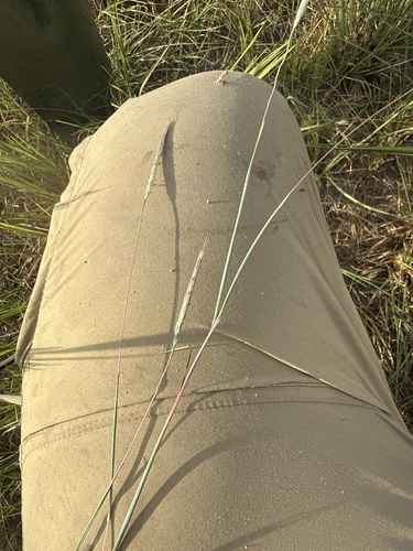 splitbeard bluestem