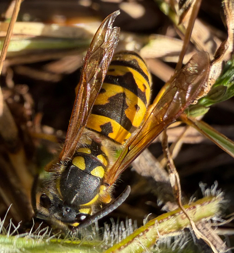 German Yellowjacket