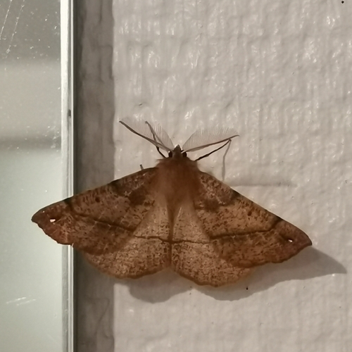 Feathered Thorn