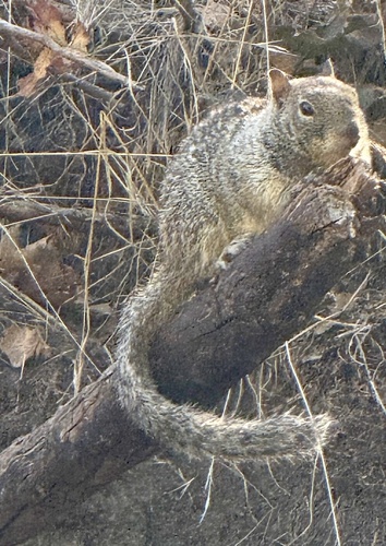 Douglas's Ground Squirrel observed by lherrell