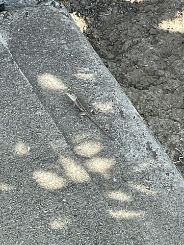 Western Fence Lizard