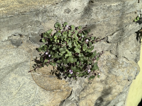 Ivy-leaved toadflax