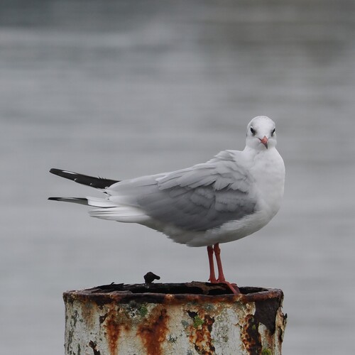 Black-headed Gull