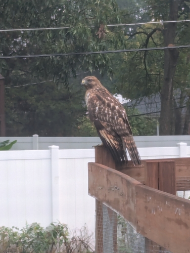 Red-shouldered Hawk