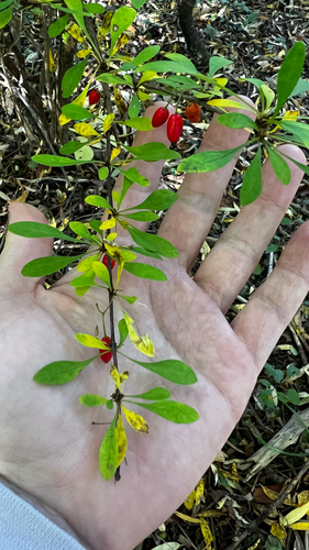 Japanese barberry