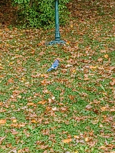 Blue Jay