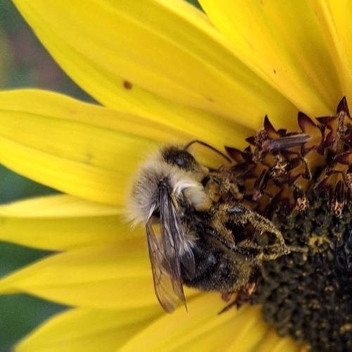 Common Eastern Bumble Bee
