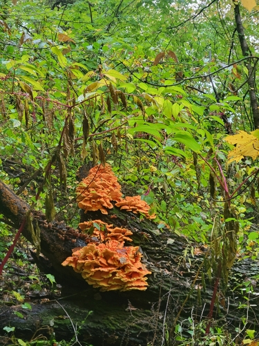 chicken of the woods