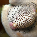 Little Egg Cowry - Photo (c) Brian Mayes, all rights reserved, uploaded by Brian Mayes