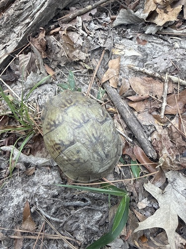 Three-toed Box Turtle
