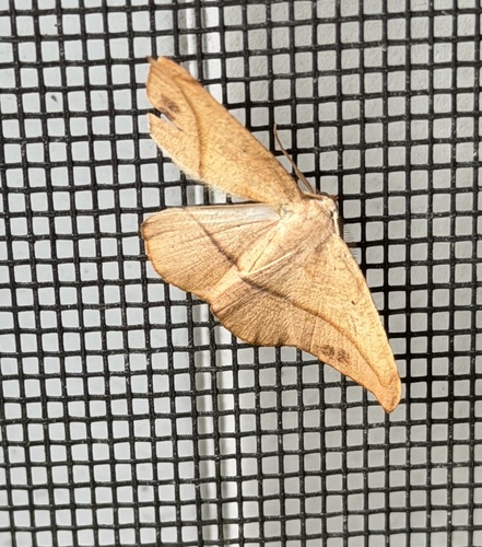 Juniper Geometer Moth
