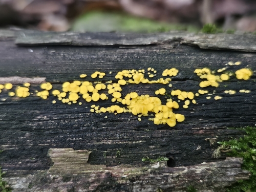 Yellow Fairy Cups
