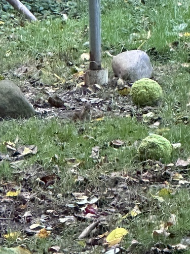 Eastern Chipmunk