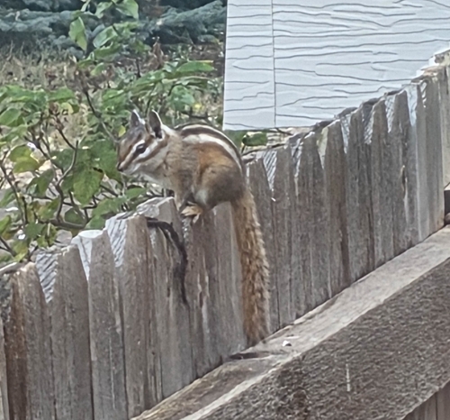 Colorado Chipmunk observed by atuffnstuff