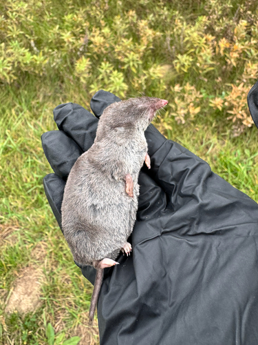 Northern Short-tailed Shrew observed by jo_fisher