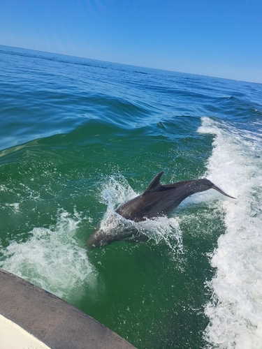 Common Bottlenose Dolphin observed by ryan579