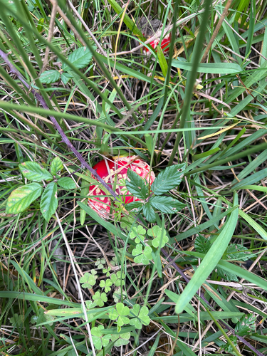 Fly Agaric