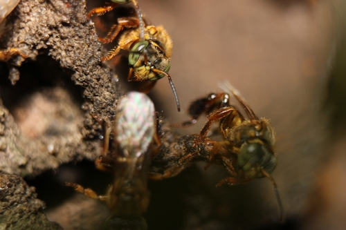 Clavate-legged Stingless Bee