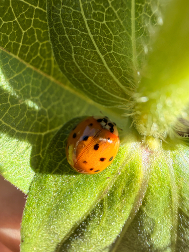 Asian Lady Beetle