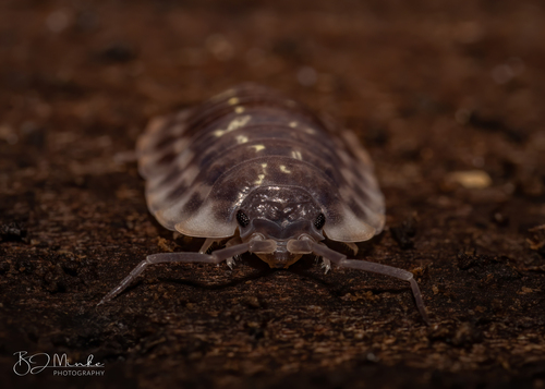 Common Shiny Woodlouse