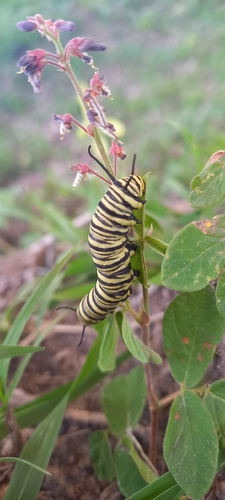 Southern Monarch