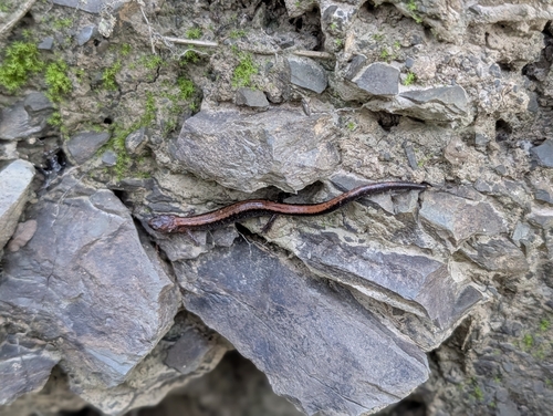 Eastern Red-backed Salamander
