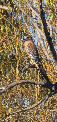 Red-shouldered Hawk