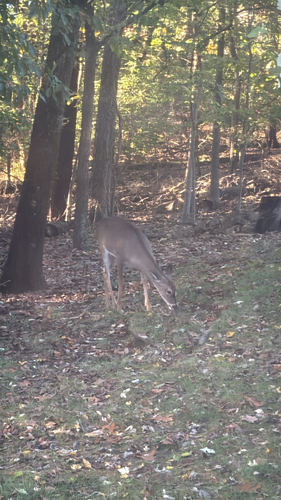 White-tailed Deer