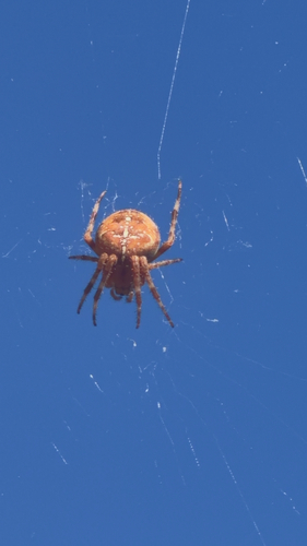 Cross Orbweaver