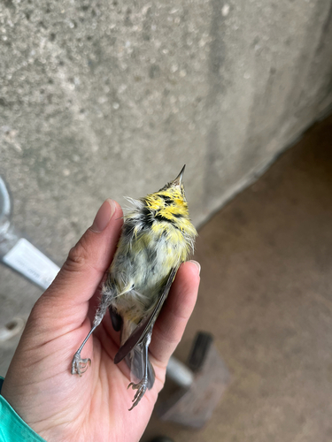 Tennessee Warbler