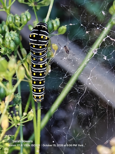 Eastern Black Swallowtail