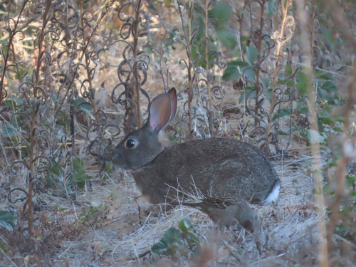Brush Rabbit observed by mombliss