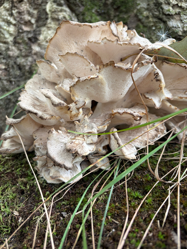 hen of the woods