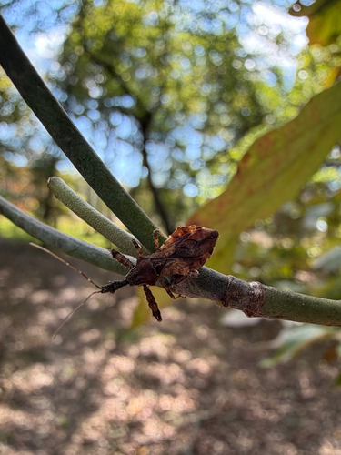Spiny Assassin Bug