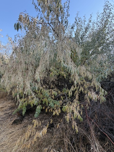 Russian olive