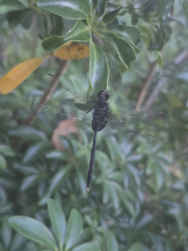 Pin-tailed Pondhawk
