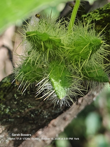 Oneseed Bur Cucumber